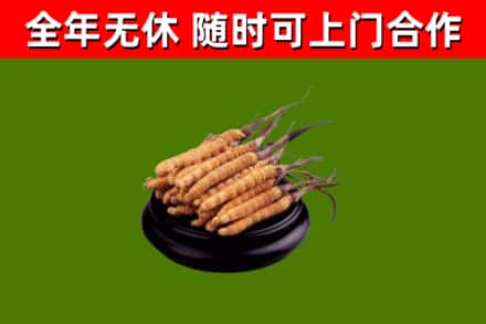 固原回收冬虫夏草